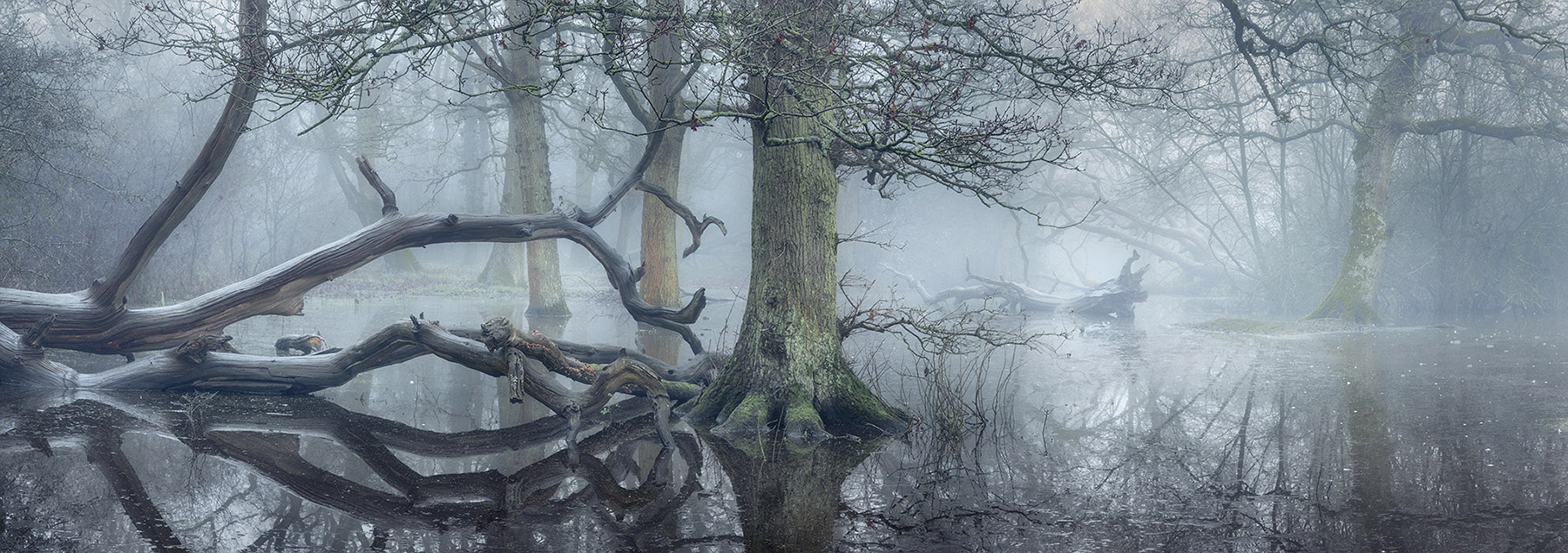 A woodland landscape photograph made in Epping Forest, Essex.