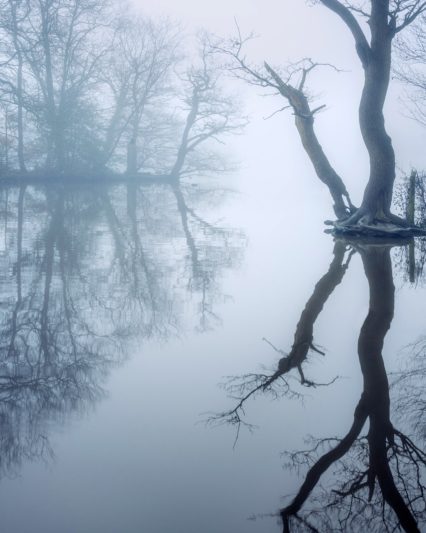 A woodland landscape photograph made in Epping Forest, Essex.