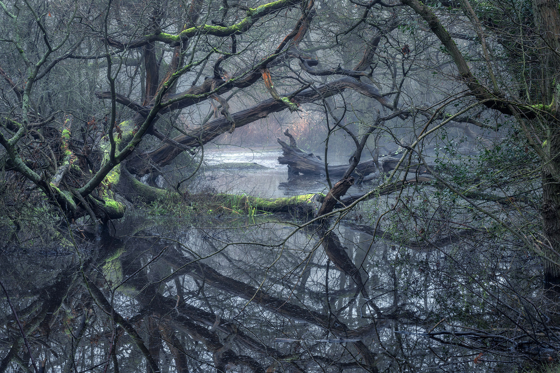 A woodland landscape photograph made in Epping Forest, Essex.