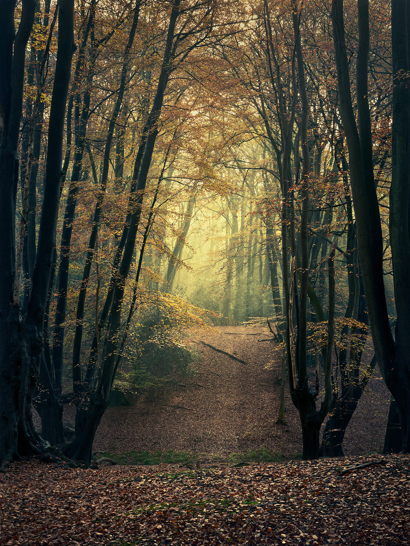 A woodland landscape photograph made in Epping Forest, Essex.