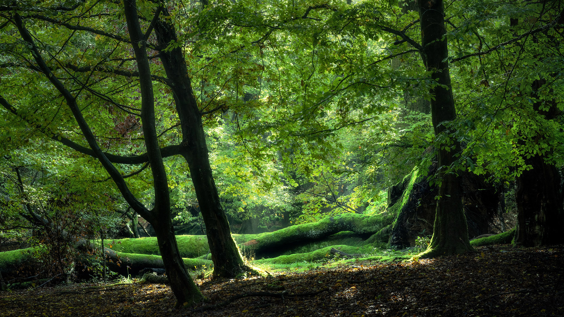 A woodland landscape photograph made in Epping Forest, Essex.