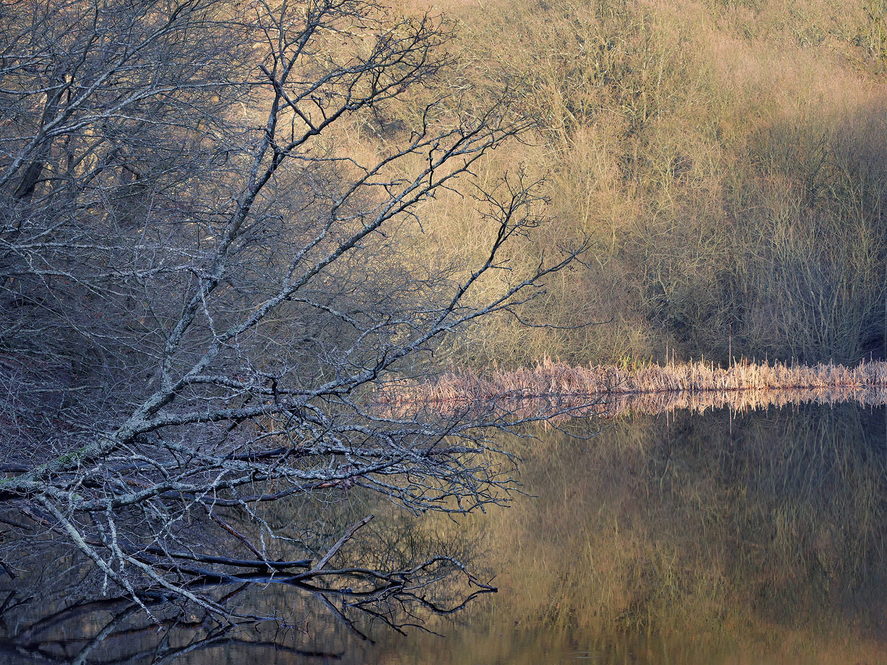 A woodland landscape photograph made in Epping Forest, Essex.