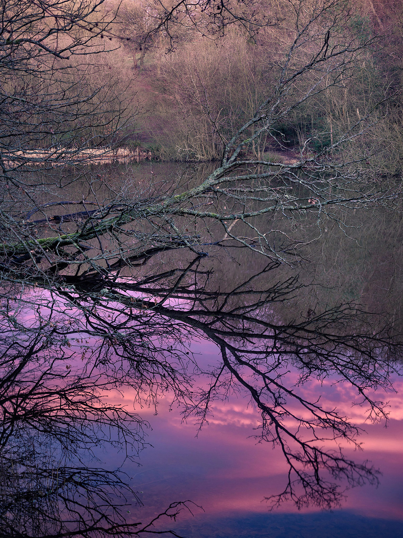 A woodland landscape photograph made in Epping Forest, Essex.