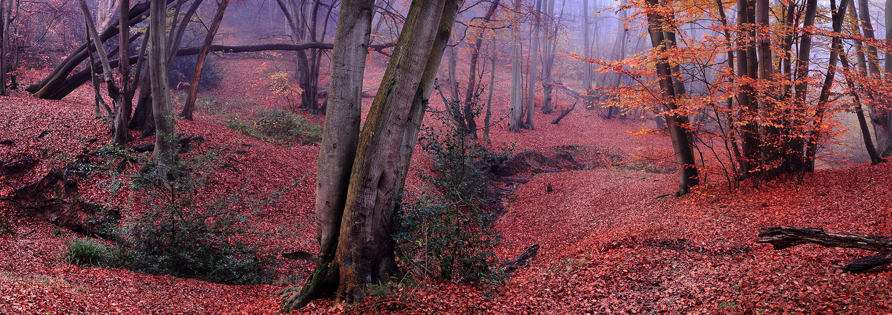 A woodland landscape photograph made in Epping Forest, Essex.
