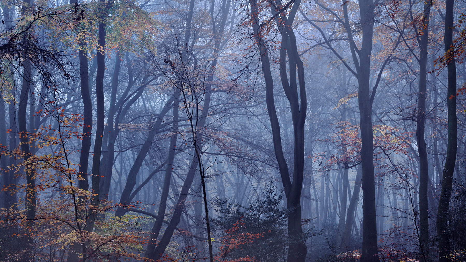 A woodland landscape photograph made in Epping Forest, Essex.
