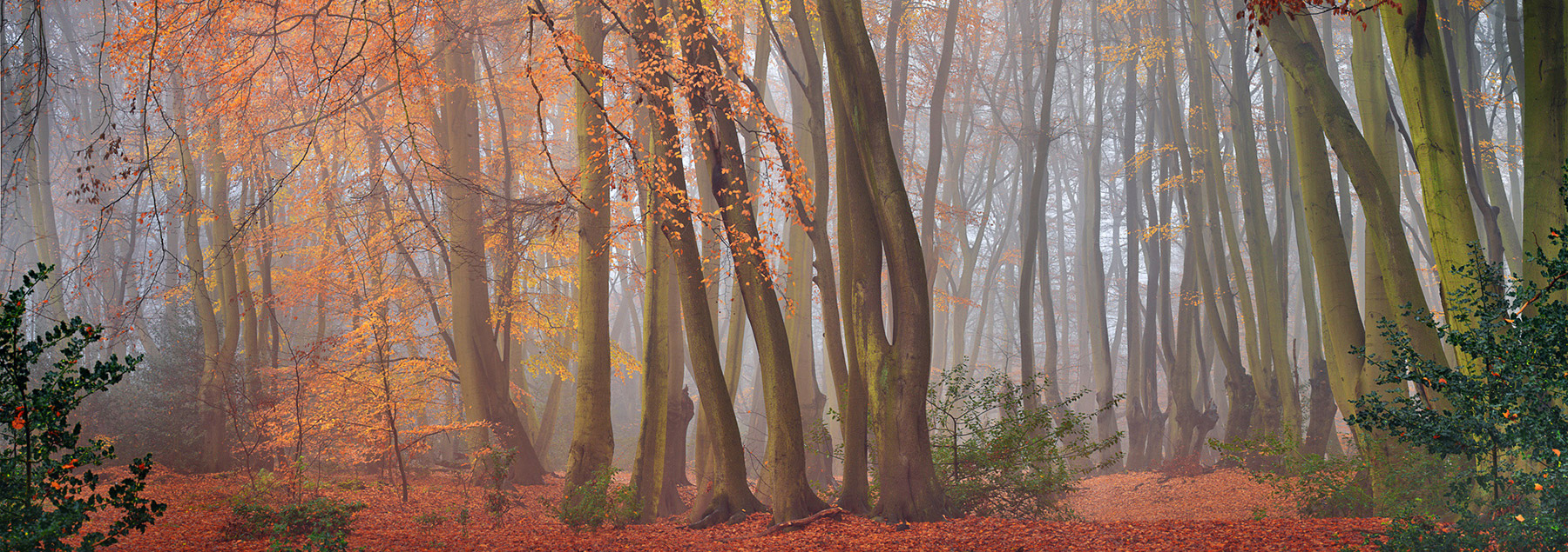 A woodland landscape photograph made in Epping Forest, Essex.