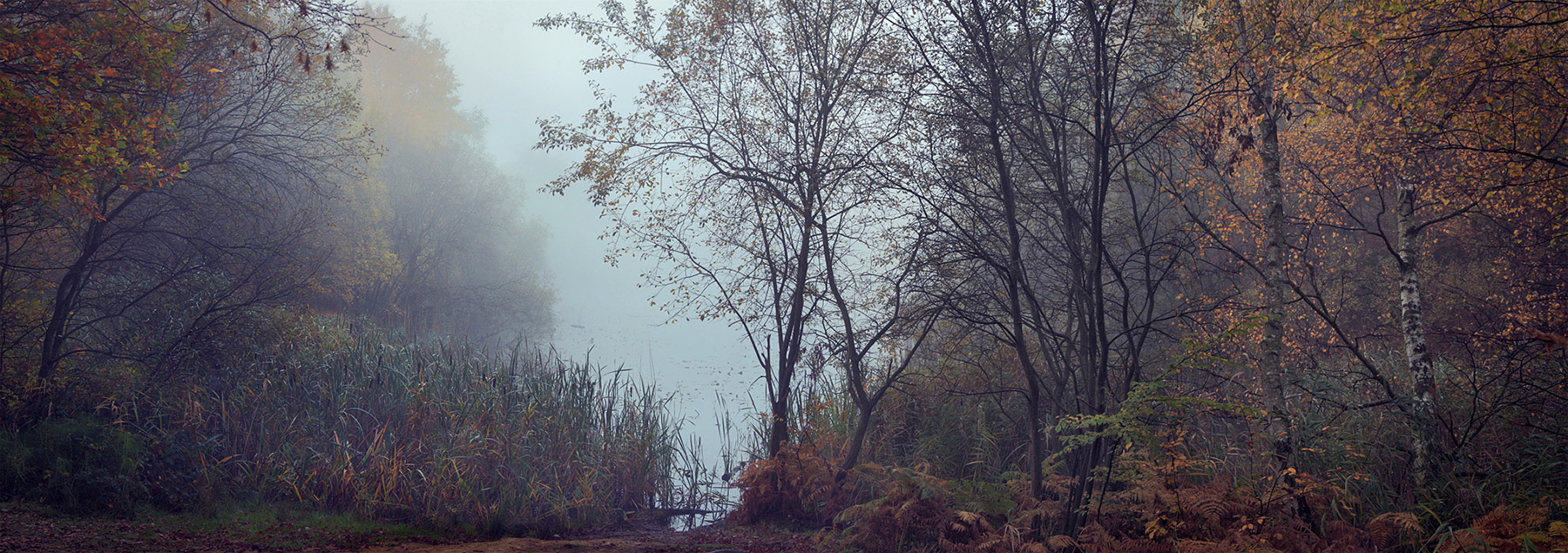 A woodland landscape photograph made in Epping Forest, Essex.