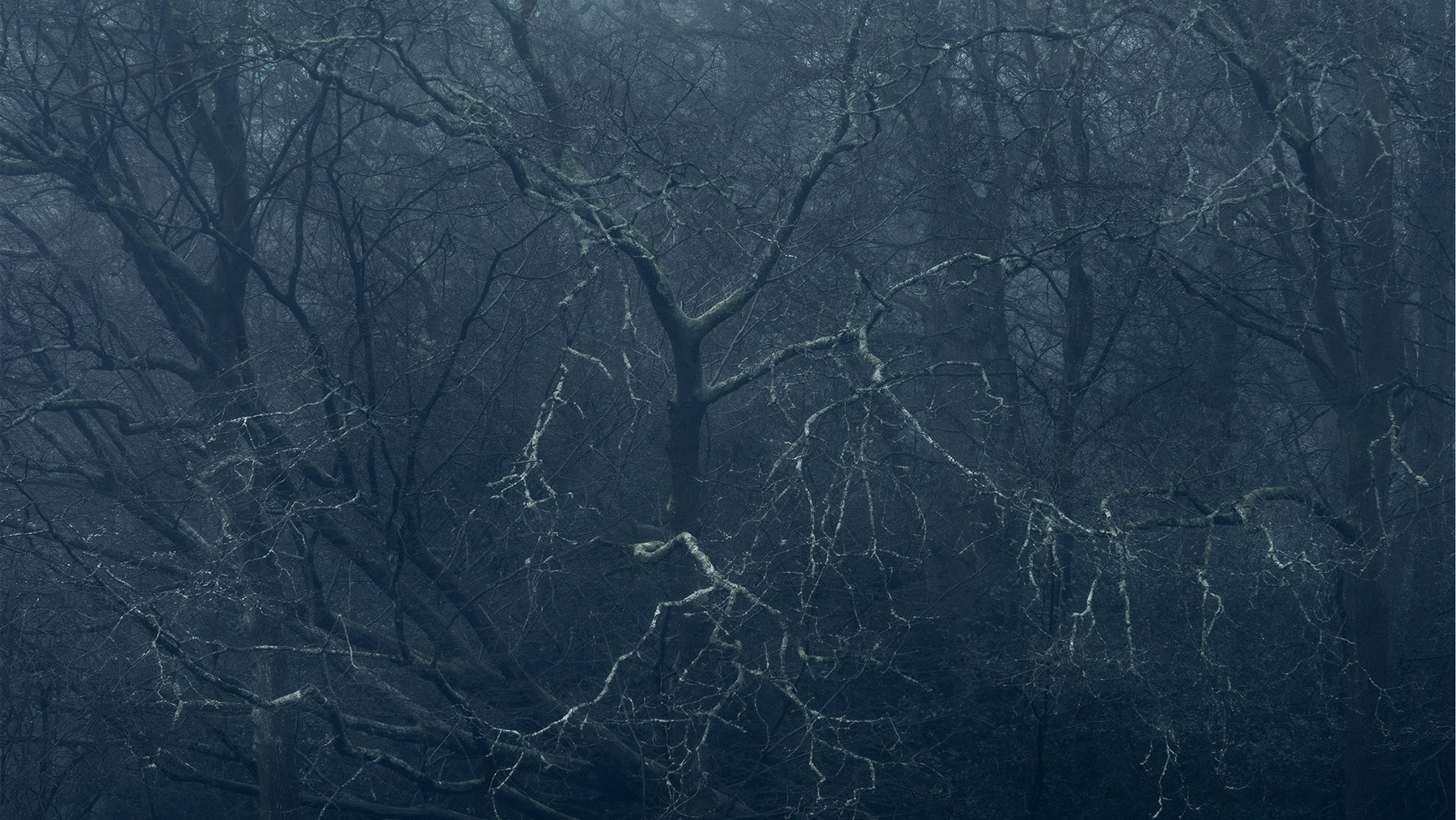 A woodland landscape photograph made in Epping Forest, Essex.