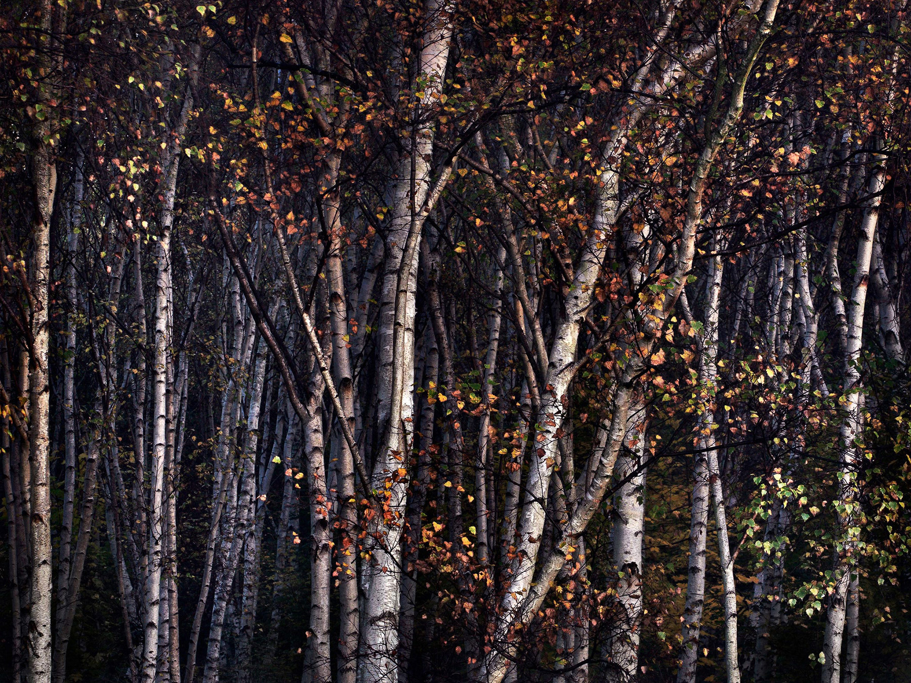 A woodland landscape photograph made in Epping Forest, Essex.