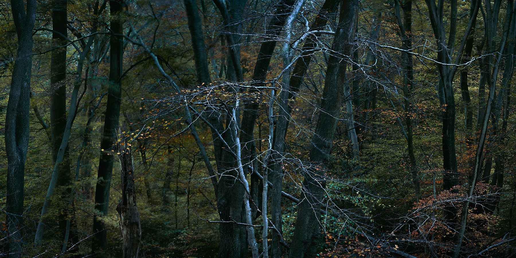A woodland landscape photograph made in Epping Forest, Essex.