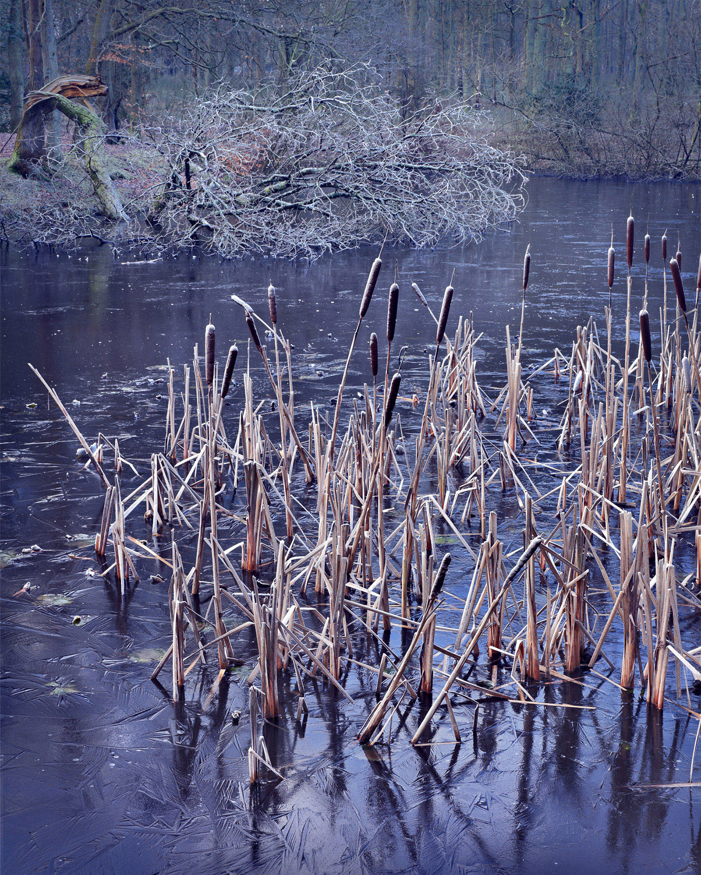 A woodland landscape photograph made in Epping Forest, Essex.