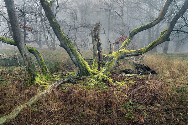 A woodland landscape photograph made in Epping Forest, Essex.