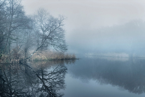 A woodland landscape photograph made in Epping Forest, Essex.