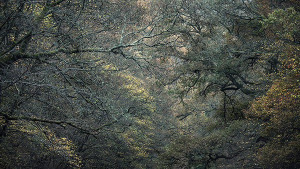 Epping Forest