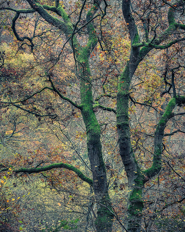 A woodland landscape photograph made in Epping Forest, Essex.