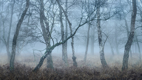 A woodland landscape photograph made in Epping Forest, Essex.
