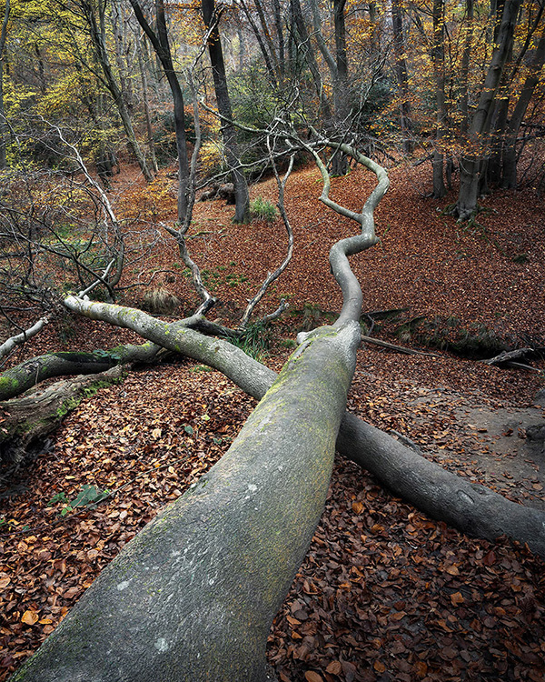 A woodland landscape photograph made in Epping Forest, Essex.