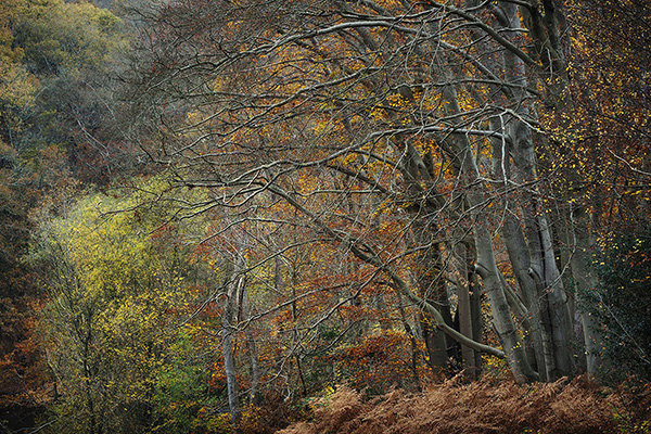 A woodland landscape photograph made in Epping Forest, Essex.