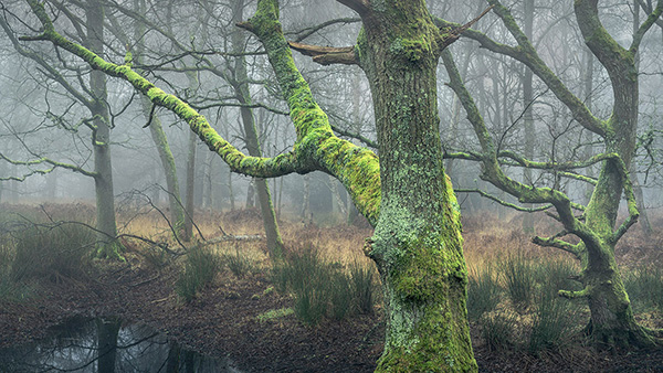 A woodland landscape photograph made in Epping Forest, Essex.