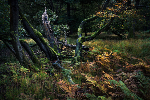A woodland landscape photograph made in Epping Forest, Essex.