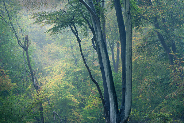 A woodland landscape photograph made in Epping Forest, Essex.