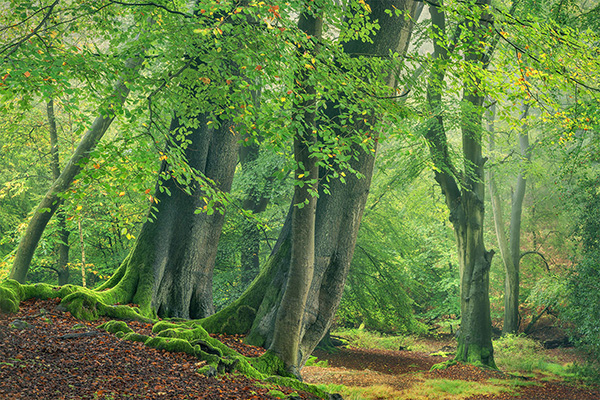 A woodland landscape photograph made in Epping Forest, Essex.