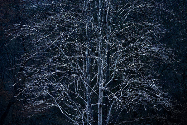 A woodland landscape photograph made in Epping Forest, Essex.