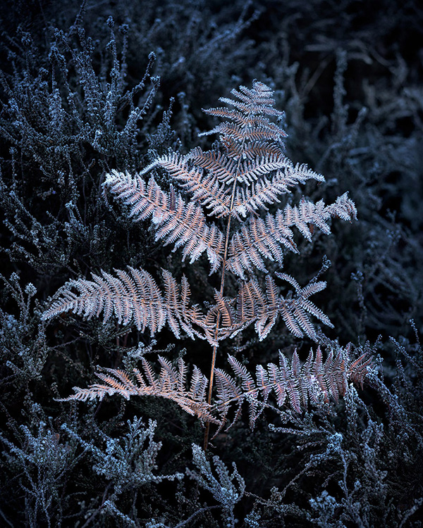 A woodland landscape photograph made in Epping Forest, Essex.