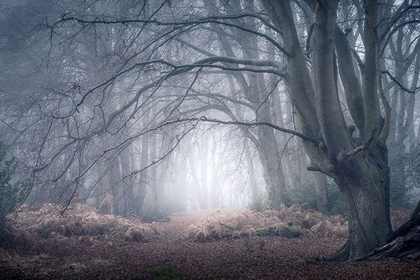 A woodland landscape photograph made in Epping Forest, Essex.