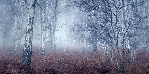 A woodland landscape photograph made in Epping Forest, Essex.