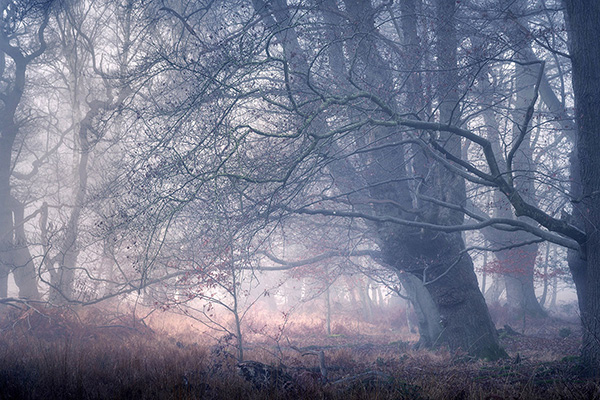 A woodland landscape photograph made in Epping Forest, Essex.