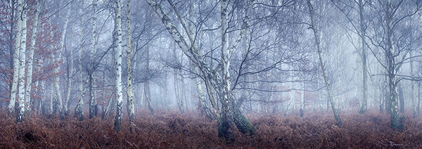 A woodland landscape photograph made in Epping Forest, Essex.