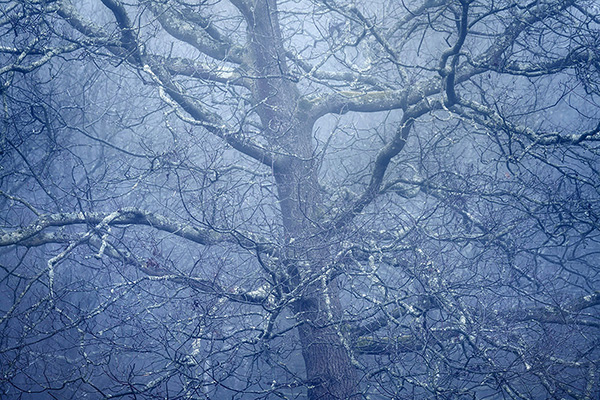 A woodland landscape photograph made in Epping Forest, Essex.