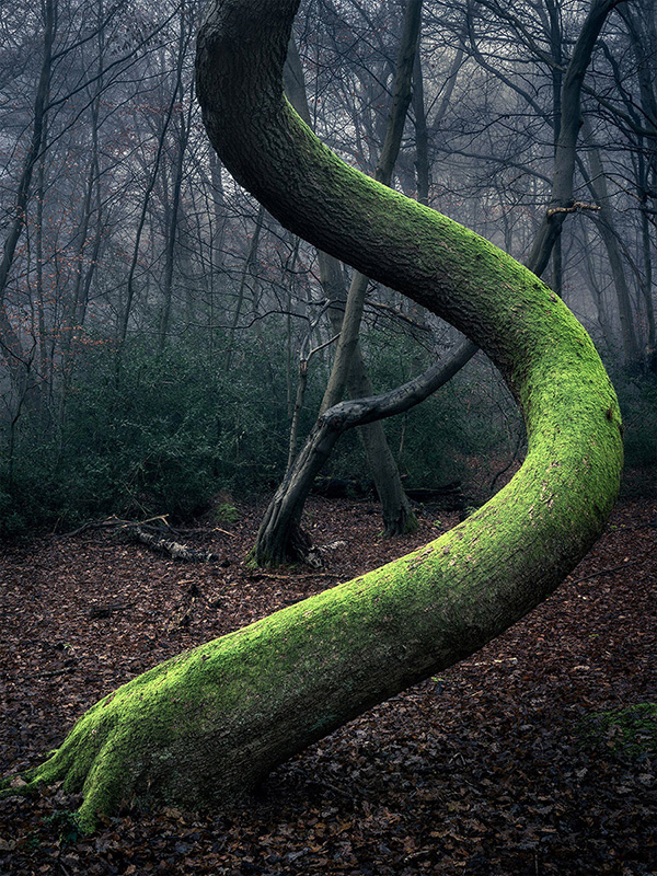 A woodland landscape photograph made in Epping Forest, Essex.