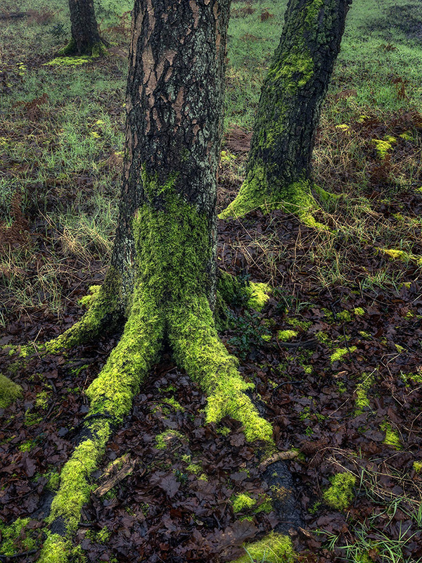 A woodland landscape photograph made in Epping Forest, Essex.