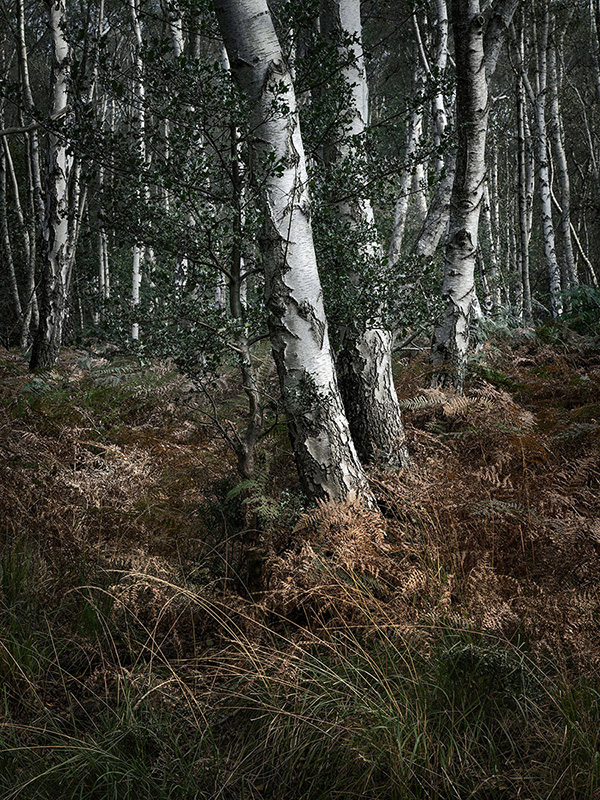 A woodland landscape photograph made in Epping Forest, Essex.