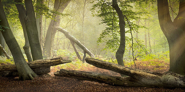 A woodland landscape photograph made in Epping Forest, Essex.