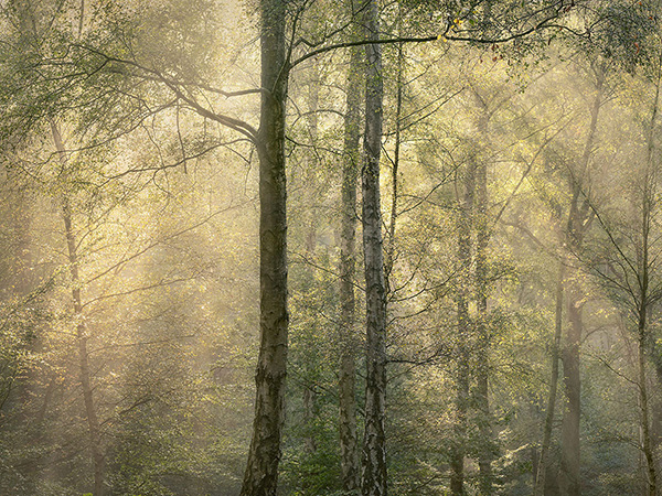 A woodland landscape photograph made in Epping Forest, Essex.