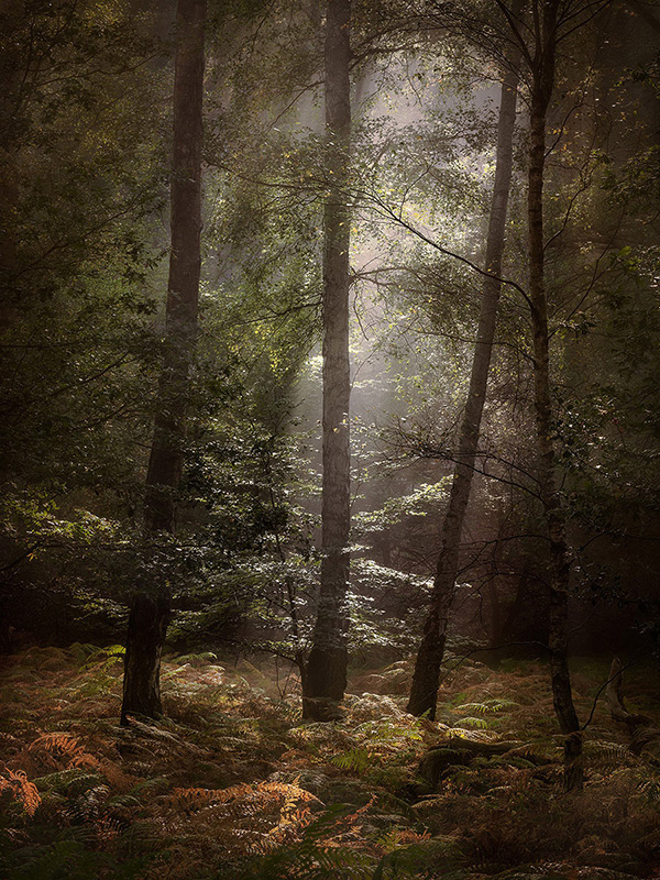 A woodland landscape photograph made in Epping Forest, Essex.