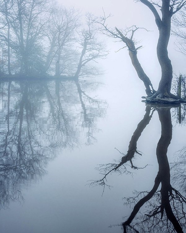 A woodland landscape photograph made in Epping Forest, Essex.