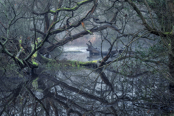 A woodland landscape photograph made in Epping Forest, Essex.