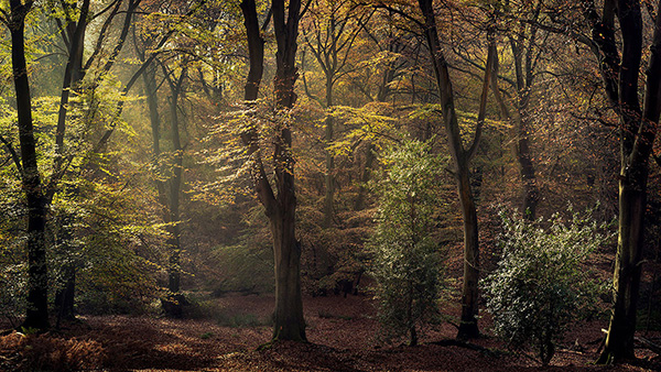 A woodland landscape photograph made in Epping Forest, Essex.