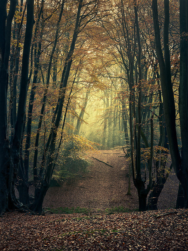 A woodland landscape photograph made in Epping Forest, Essex.