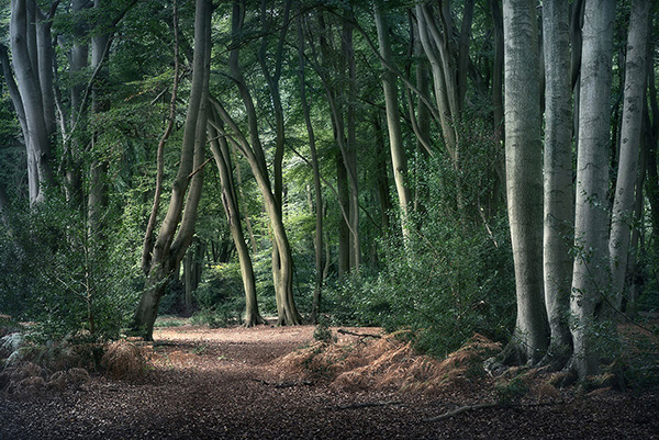 A woodland landscape photograph made in Epping Forest, Essex.