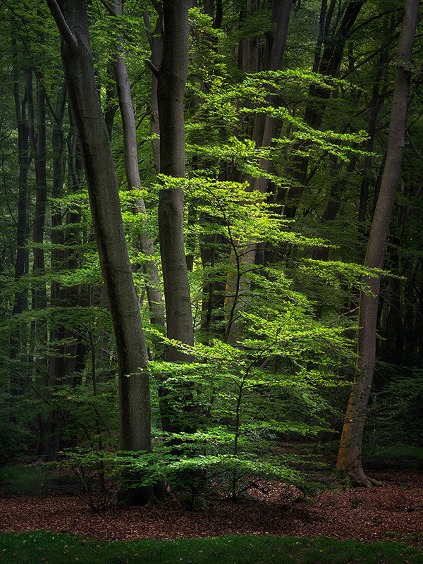 A woodland landscape photograph made in Epping Forest, Essex.