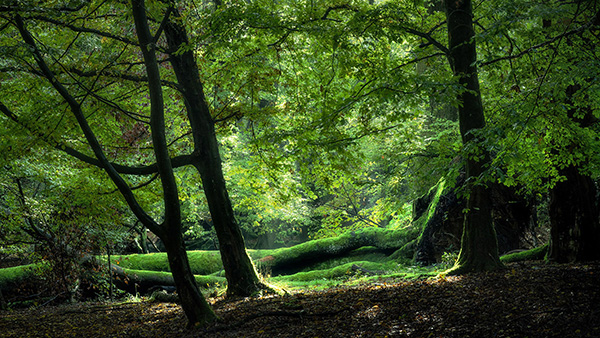 A woodland landscape photograph made in Epping Forest, Essex.