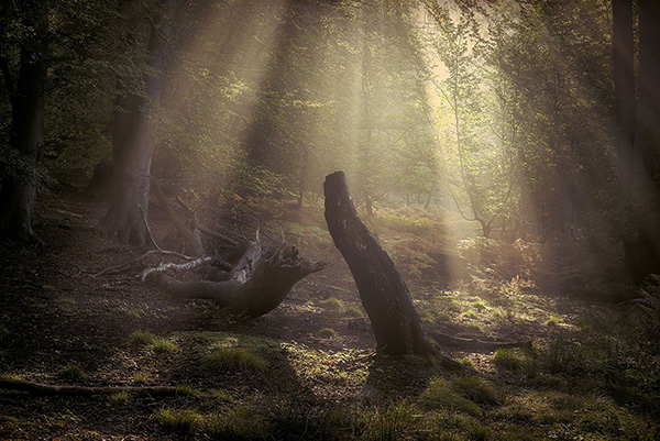 A woodland landscape photograph made in Epping Forest, Essex.