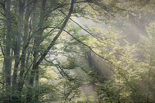 A woodland landscape photograph made in Epping Forest, Essex.