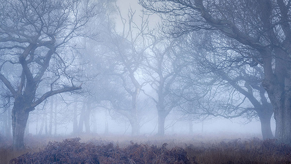 A woodland landscape photograph made in Epping Forest, Essex.