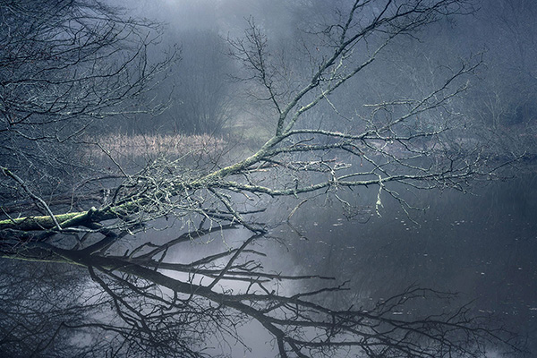A woodland landscape photograph made in Epping Forest, Essex.
